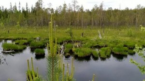 Карелия