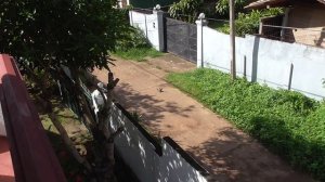 Унаватуна. Домашние вараны.