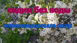 № 942 сидим без воды // отреставрировала шкаф
