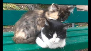 "Кошачий хор", Vitan.mp4