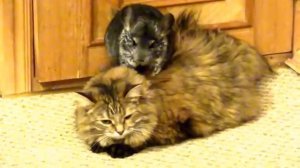 Шиншилла, кошка и собака