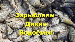 ЗАРЫБЛЯЕМ карпом ДИКИЕ пруды! Первый раз вижу рыбу ПЕЛЧИР (ЩОКУР)! Красивая рыбка СИТЦЕВАЯ КОМЕТА!