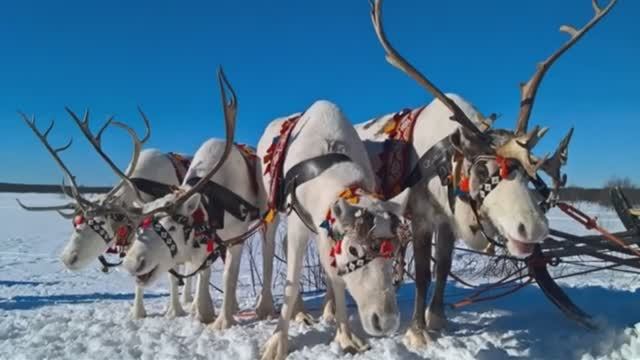 СЕВЕРА ВЫ МОИ СЕВЕРА. смотреть онлайн