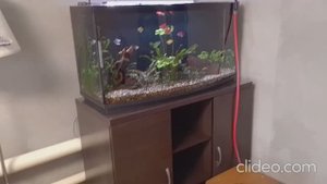 Мои аквариумы 19.10.2025г.