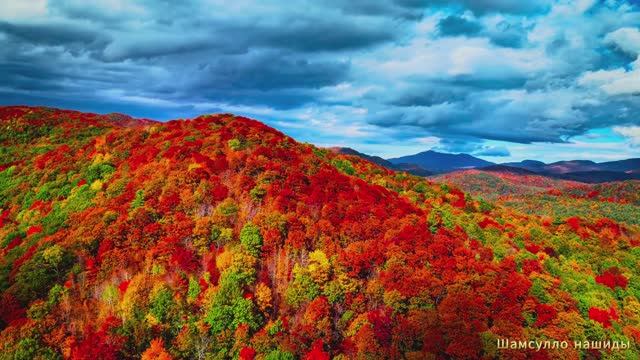 Коран сура Аль-Анфал видео 4к Миншави -Minshawiy