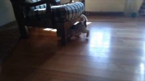 Питомник Альберто Ричи