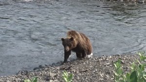 Знакомлю медведя с фальшфейером.