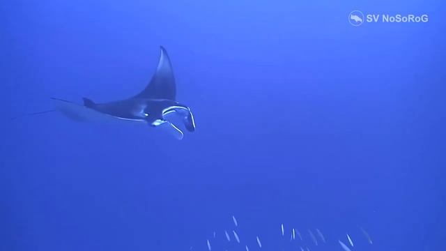 Как происходит процесс питания у представителей рода Манты (Manta rays) — Manta Bancroft, 1829 ?