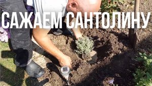 Ландшафтный дизайн для Дачи: сажаем Сантолину — эффектно и просто!