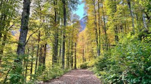 КРАСНАЯ ПОЛЯНА Что скрывает осенний лес? ВОДОПАД ПОЛИКАРЯ