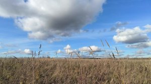 Поле. ч.10. Октябрь 2025