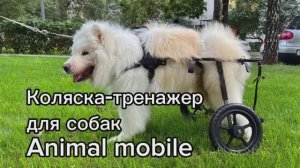Коляска-тренажер для собак