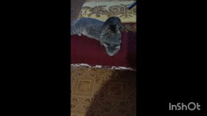 смешные котики