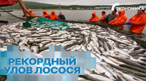 Рыбный бум на Дальнем Востоке: российские рыбаки добыли более 335 тысяч тонн лосося | Вместе выгодно