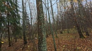 Венди по вальдшнепу