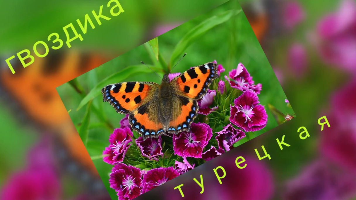 ГВОЗДИКА ТУРЕЦКАЯ. Цветём красиво.