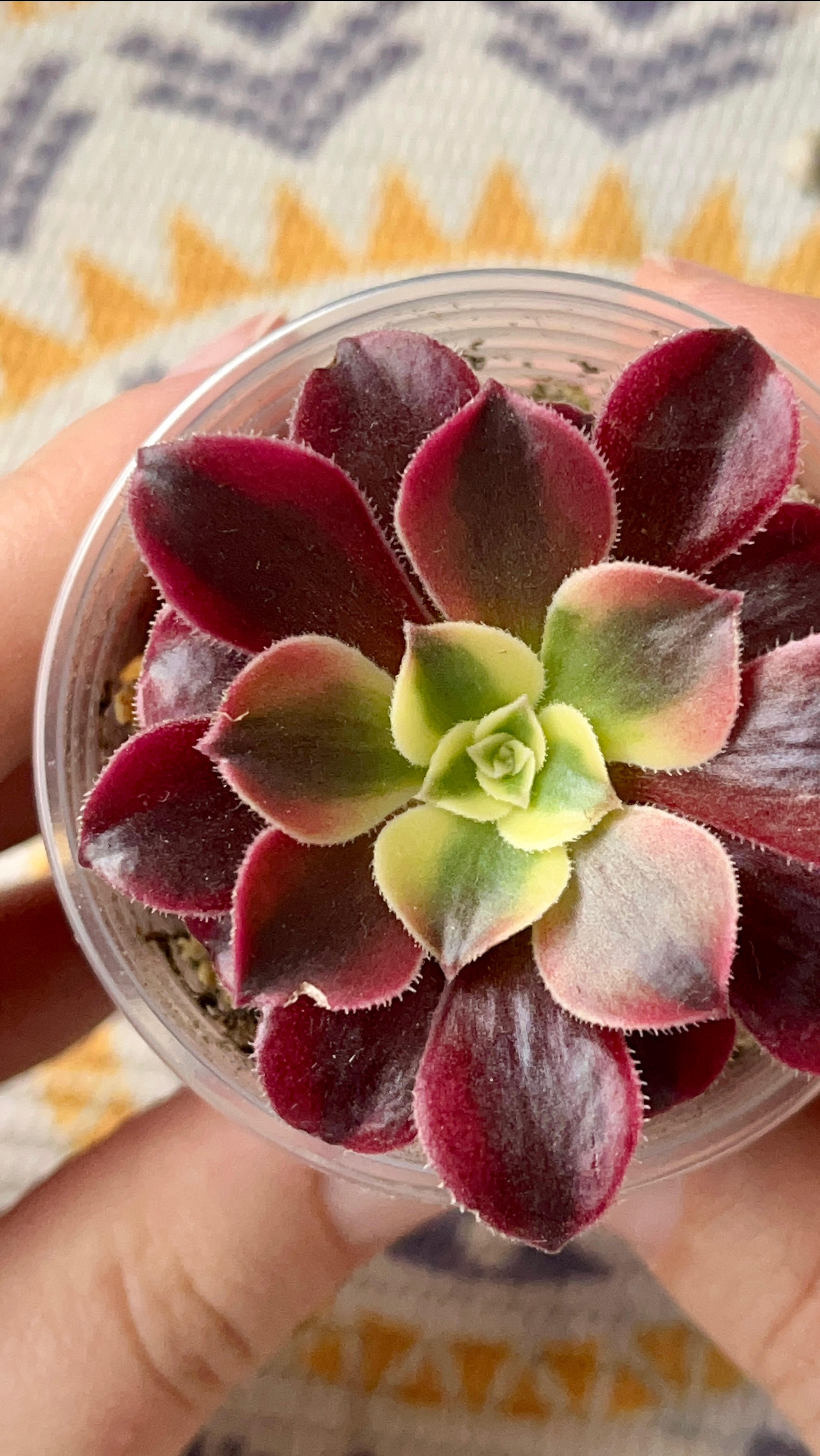 Эониум Медуза / Aeonium Medusa смотреть онлайн