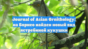 Journal of Asian Ornithology: на Борнео найден новый вид ястребиной кукушки