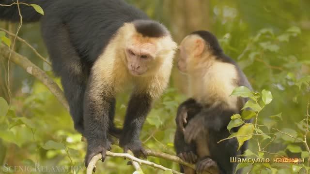Коран сура Аль-Анам видео 4к Миншави -Minshawiy
