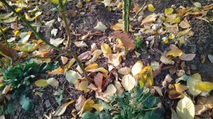 Роза Лимбо (Limbo)