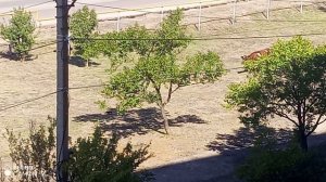 Коровкам понравилось гулять по городу.