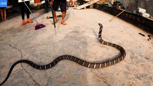 Огромная королевская кобра заползла в дом и напугала жителей Вьетнама