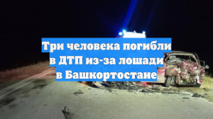 Три человека погибли в ДТП из-за лошади в Башкортостане