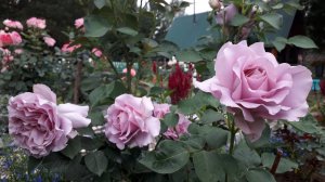 Розы в сентябре на Среднем Урале 17.09.25