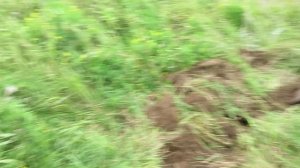 Экспедиция за металлоломом на ниве