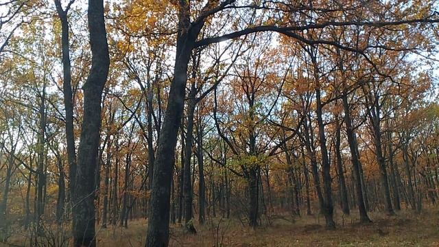 💪Моя попытка номер пять.....