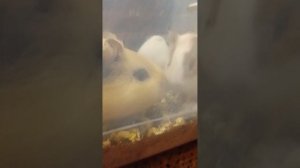 у нас появилась новые морские свинки