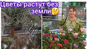 Удивительная выставка комнатных цветов 🥀🌻🪻🌷🤩😍😁
