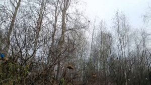 Довля птиц