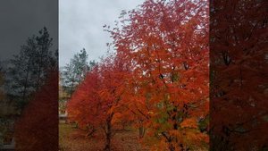 Родовые чтения. Осенние Деды