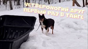 Четвероногий друг первый раз в тайге!