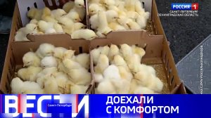 Вести Санкт-Петербург. Выпуск 08.00 от 19.10.2025