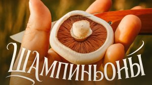 Грибы шампиньоны осенью / Тихая охота 2025