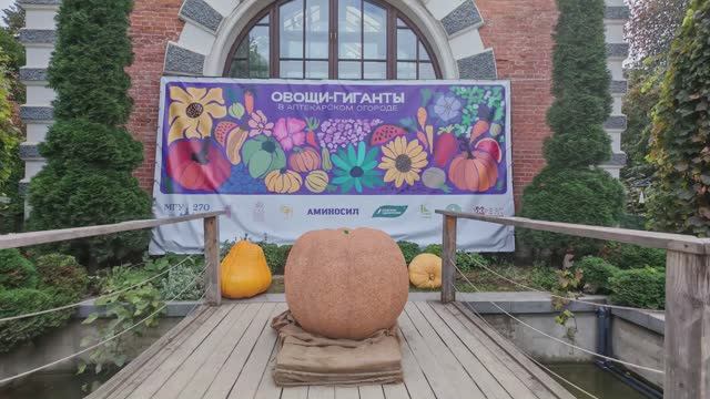 Овощи-гиганты в Аптекарском огороде 2025 г.