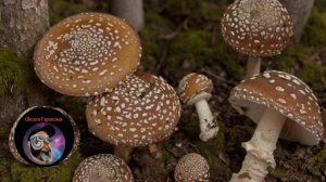 Пантерный Мухомор чем опасен  Школа Героизма Evgeniyskytip