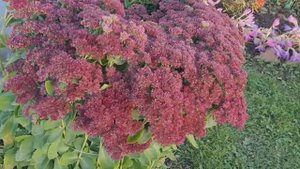 РОЗЫ ГОТОВЫ К ЗИМЕ 18.10.25г.🍁 В ЛЕНОБЛАСТИ ХОЛОДАЕТ.🍁