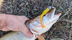 Рыбалка на р.Кулунда. 19.10.2025