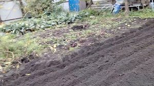 Как посадить чеснок без всяких заморочек
