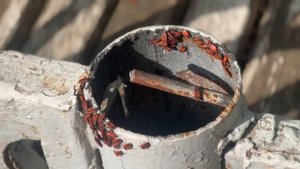 Нашествие жуков солдатиков в Пятигорске