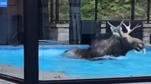 Огромный лось перелез через забор и прыгнул в бассейн