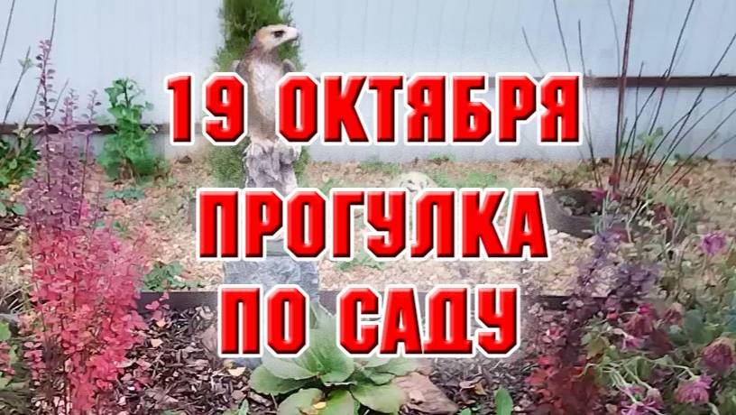 19 октября. Поработала и погуляла по своему саду