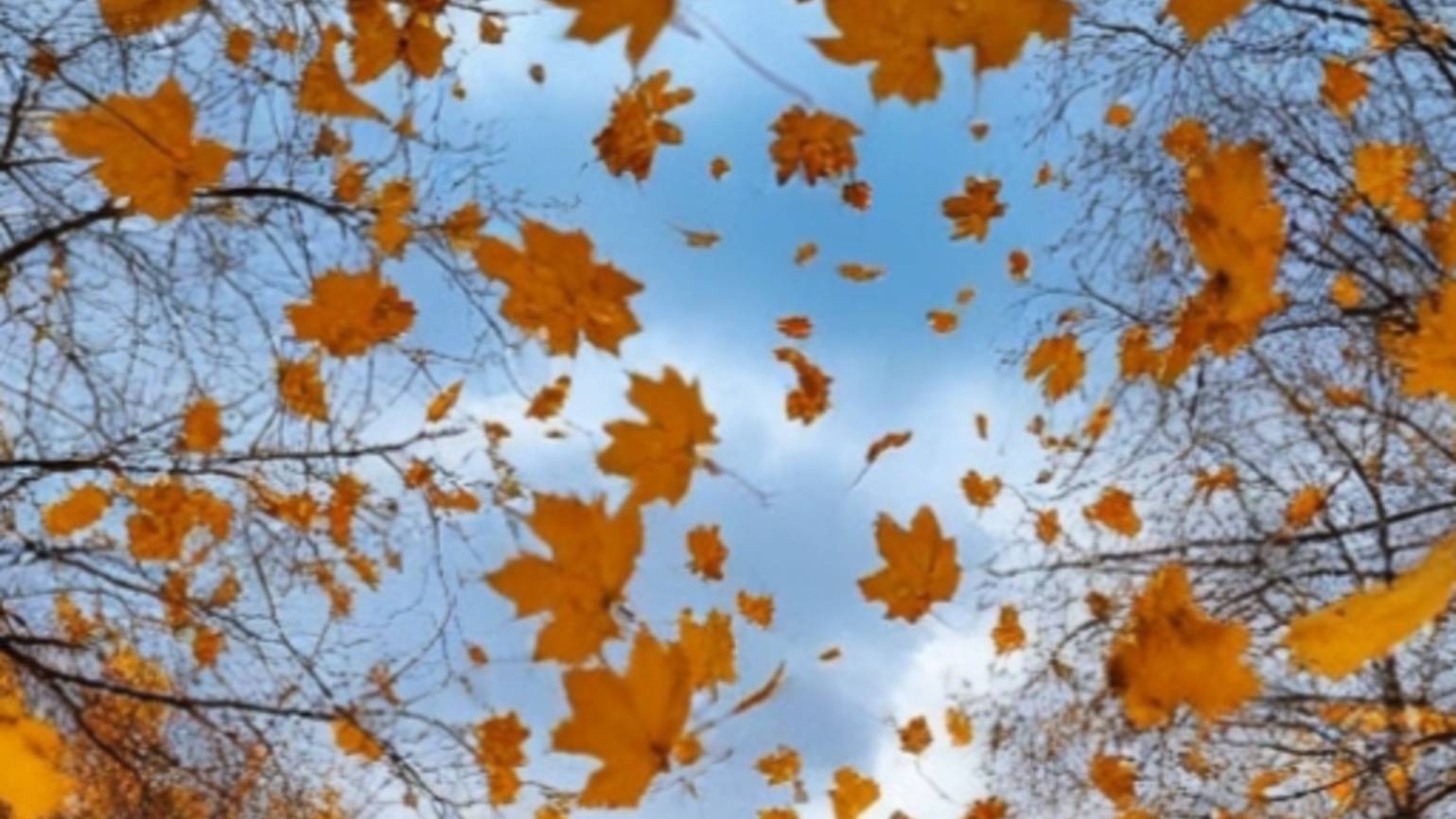 Осень не сменит листву