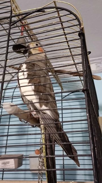 колокольчик бесит