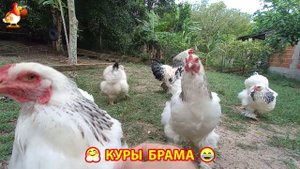 Куры Брама с лохматыми лапами прекрасные несушки (64)