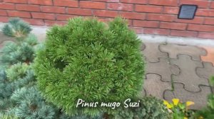 Pinus mugo Suzi