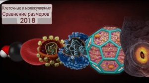 Сравнение размеров клеток и молекул